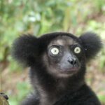 Indri indri in Palmarium