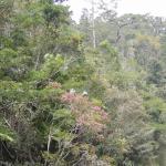 Nature escapes : East Madagascar fauna & flora, West landscape