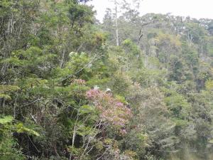 Andasibe rainforest 02