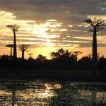 Baobab & The Tsingy : iconic landscapes of Madagascar