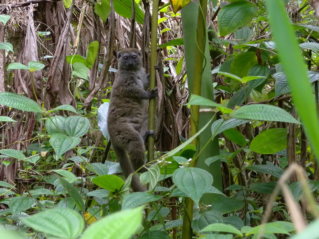 madagascar wildlife, exploring lemur habitat, madagascar lemurs park, lemurs, bamboo lemurs in marojejy