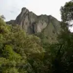 Marojejy : trekking the rainforests