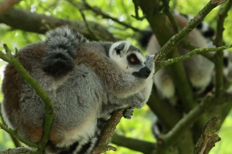 madagascar wildlife, madagascar lemurs, lemur species, madagascar wildlife tours, madagascar wildlife animals