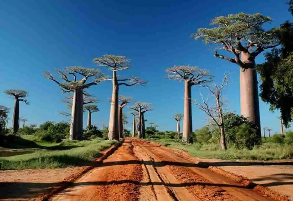 Madagascar guided tours, baobab avenue, Travel to madagascar, baobab alley, madagascar tour operator